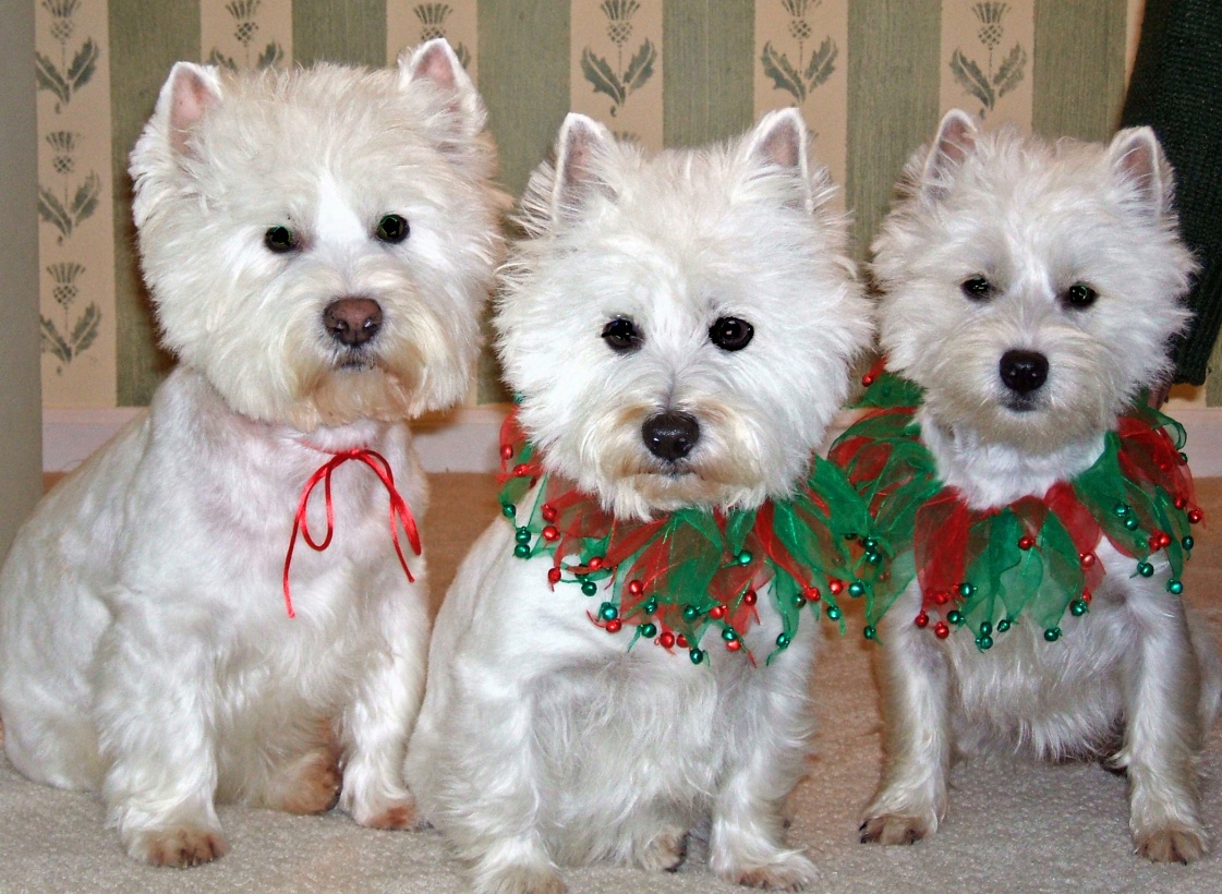 Merry Christmas from Dougal and the girls (Lucy and Idgy)